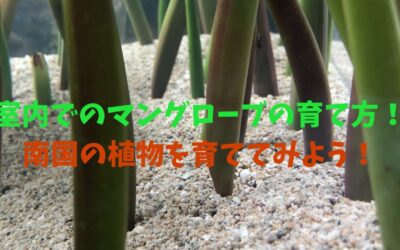 室内でのマングローブの育て方！南国の植物を育ててみよう！