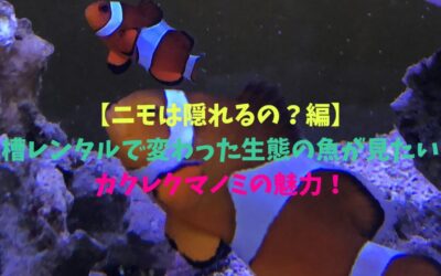 【ニモは隠れるの？編】水槽レンタルで変わった生態の魚が見たい！カクレクマノミの魅力！