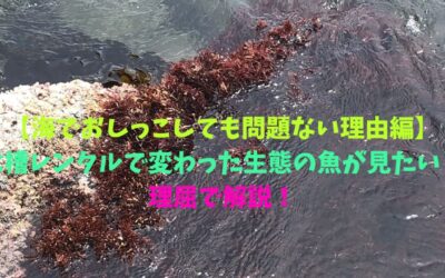 【海でおしっこしても問題ない理由編】水槽レンタルで変わった生態の魚が見たい！理屈で解説！