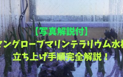【写真解説付】海水マリンテラリウム水槽の立ち上げ手順完全解説！