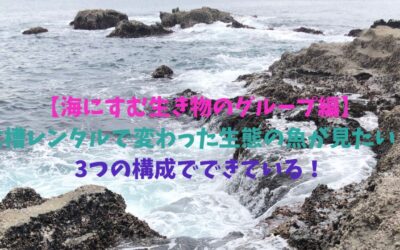 【海にすむ生き物のグループ編】水槽レンタルで変わった生態の魚が見たい！3つの構成でできている！