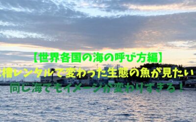 【世界各国の海の呼び方編】水槽レンタルで変わった生態の魚が見たい！同じ海でもイメージが変わりすぎる！