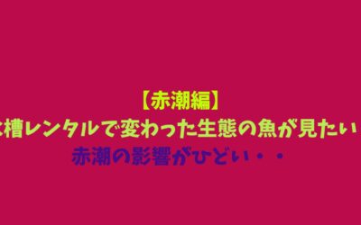 【赤潮編】水槽レンタルで変わった生態の魚が見たい！赤潮の影響がひどい・・