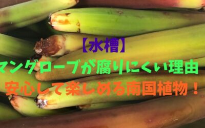 【水槽】マングローブが腐りにくい理由！安心して楽しめる南国植物！