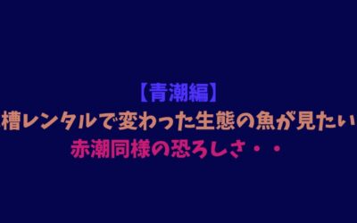 【青潮編】水槽レンタルで変わった生態の魚が見たい！赤潮同様の恐ろしさ・・