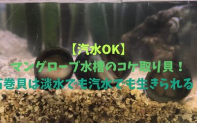 【汽水OK】マングローブ水槽のコケ取り貝！石巻貝は淡水でも汽水でも生きられる！