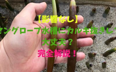 【影響なし】マングローブ水槽にカルキ抜きして大丈夫？を完全解説！
