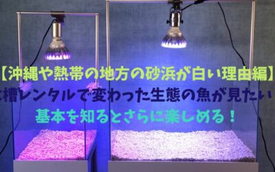 【沖縄や熱帯の地方の砂浜が白い理由編】水槽レンタルで変わった生態の魚が見たい！基本を知るとさらに楽しめる！