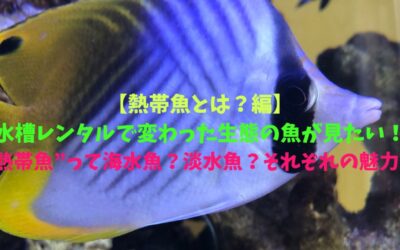 【熱帯魚とは？編】水槽レンタルで変わった生態の魚が見たい！”熱帯魚”って海水魚？淡水魚？それぞれの魅力！