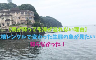 【雨が降っても海が溢れない理由編】水槽レンタルで変わった生態の魚が見たい！知らなかった！