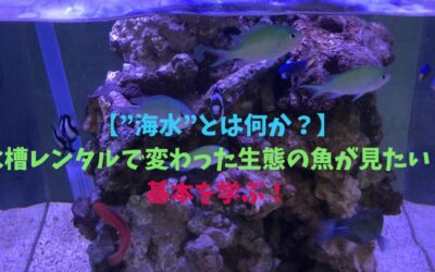 【”海水”とは何か？編 】水槽レンタルで変わった生態の魚が見たい！基本を学ぶ！