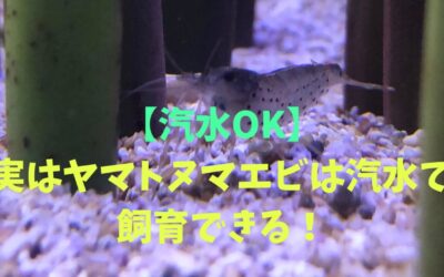 【汽水OK】実はヤマトヌマエビは汽水で飼育できる！