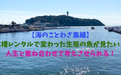 【海のことわざ集編】水槽レンタルで変わった生態の魚が見たい！人生と重ね合わせて考えさせられる！