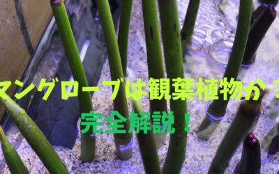 マングローブは観葉植物か？完全解説！