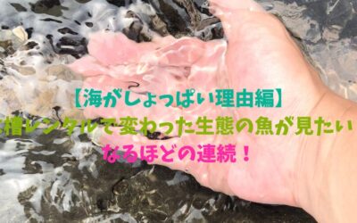 【海がしょっぱい理由編】水槽レンタルで変わった生態の魚が見たい！なるほどの連続！