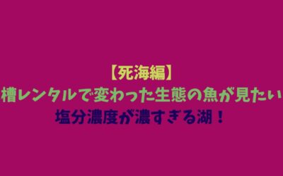 【死海編】水槽レンタルで変わった生態の魚が見たい！塩分濃度が濃すぎる湖！