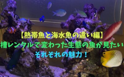 【熱帯魚と海水魚の違い編】水槽レンタルで変わった生態の魚が見たい！それぞれの魅力！