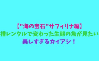 【”海の宝石”サフィリナ編】水槽レンタルで変わった生態の魚が見たい！美しすぎるカイアシ！