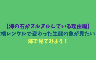 【海の石がヌルヌルしている理由編】水槽レンタルで変わった生態の魚が見たい！海で見てみよう！