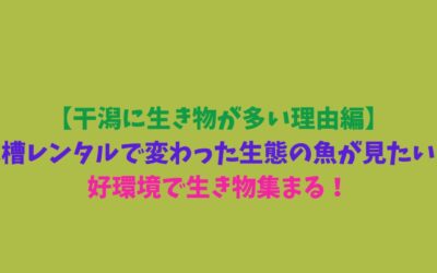 【干潟に生き物が多い理由編】水槽レンタルで変わった生態の魚が見たい！好環境で生き物集まる！