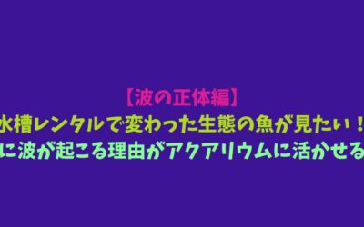 【波の正体編】水槽レンタルで変わった生態の魚が見たい！海に波が起こる理由がアクアリウムに活かせる！