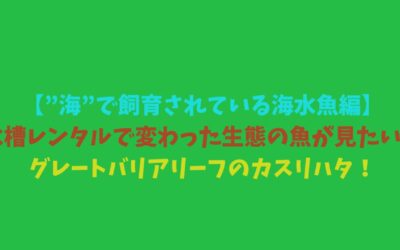 【”海”で飼育されている海水魚編】水槽レンタルで変わった生態の魚が見たい！グレートバリアリーフのカスリハタ！