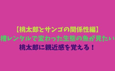 【桃太郎とサンゴの関係性編】水槽レンタルで変わった生態の魚が見たい！桃太郎に親近感を覚える！