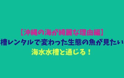 【沖縄の海が綺麗な理由編】水槽レンタルで変わった生態の魚が見たい！海水水槽と通じる！