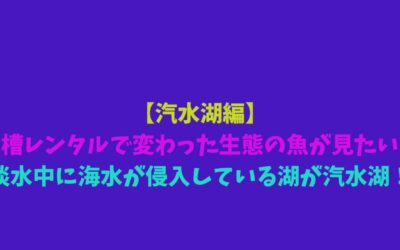 【汽水湖編】水槽レンタルで変わった生態の魚が見たい！淡水中に海水が侵入している湖が汽水湖！