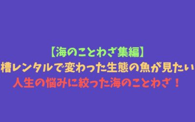 【海のことわざ集編】水槽レンタルで変わった生態の魚が見たい！人生の悩みに絞った海のことわざ！