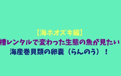 【海ホオズキ編】水槽レンタルで変わった生態の魚が見たい！海産巻貝類の卵嚢（らんのう）！
