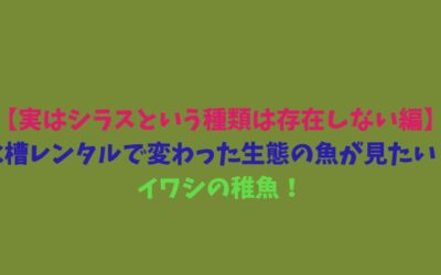 【実はシラスという種類は存在しない編】水槽レンタルで変わった生態の魚が見たい！イワシの稚魚！