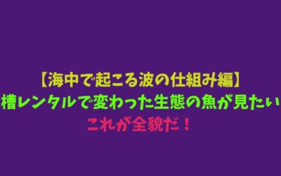 【海中で起こる波の仕組み編】水槽レンタルで変わった生態の魚が見たい！これが全貌だ！