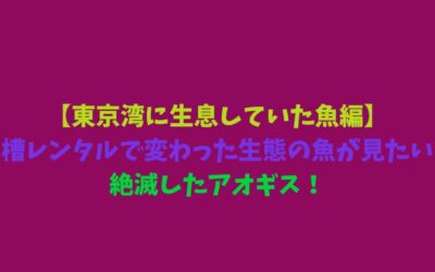 【東京湾に生息していた魚編】水槽レンタルで変わった生態の魚が見たい！絶滅したアオギス！