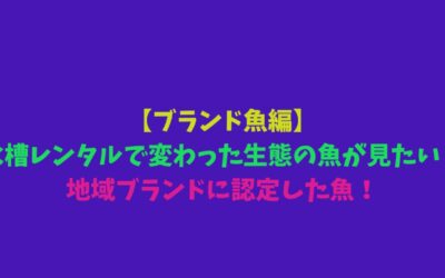 【ブランド魚編】水槽レンタルで変わった生態の魚が見たい！地域ブランドに認定した魚！