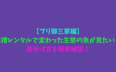 【ブリ御三家編】水槽レンタルで変わった生態の魚が見たい！見分け方を簡単解説！