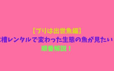 【ブリは出世魚編】水槽レンタルで変わった生態の魚が見たい！順番解説！