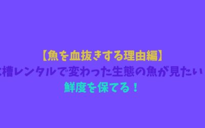 【魚を血抜きする理由編】水槽レンタルで変わった生態の魚が見たい！鮮度を保てる！