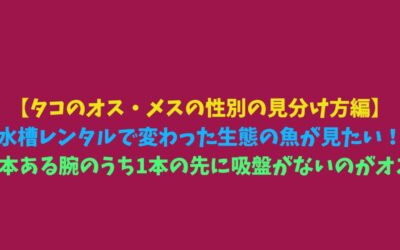 【タコのオス・メスの性別の見分け方編】水槽レンタルで変わった生態の魚が見たい！8本ある腕のうち1本の先に吸盤がないのがオス