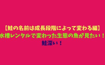 【鮭の名前は成長段階によって変わる編】水槽レンタルで変わった生態の魚が見たい！鮭深い！