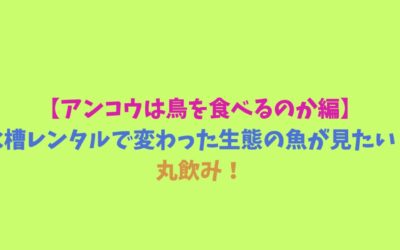 【アンコウは鳥を食べるのか編】水槽レンタルで変わった生態の魚が見たい！丸飲み！