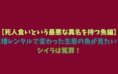 【死人食いという最悪な異名を持つ魚編】水槽レンタルで変わった生態の魚が見たい！シイラは冤罪！