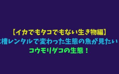 【イカでもタコでもない生き物編】水槽レンタルで変わった生態の魚が見たい！コウモリダコの生態！