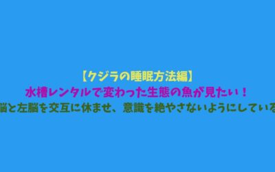 【クジラの睡眠方法編】水槽レンタルで変わった生態の魚が見たい！右脳と左脳を交互に休ませ、常に意識を絶やさないようにしている！