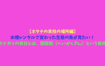 【ホタテの貝柱の場所編】水槽レンタルで変わった生態の魚が見たい！ホタテガイの貝柱とは、閉殻筋（へいかくきん）という筋肉！