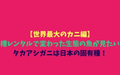 【世界最大のカニ編】水槽レンタルで変わった生態の魚が見たい！タカアシガニは日本の固有種！