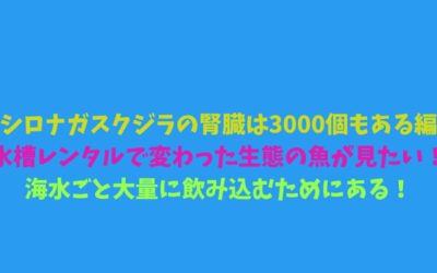 【シロナガスクジラの腎臓は3000個もある編】水槽レンタルで変わった生態の魚が見たい！海水ごと大量に飲み込むためにある！