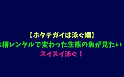 【ホタテガイは泳ぐ編】水槽レンタルで変わった生態の魚が見たい！スイスイ泳ぐ！