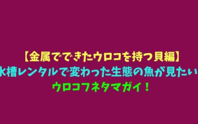 【金属でできたウロコを持つ貝編】水槽レンタルで変わった生態の魚が見たい！ウロコフネタマガイ！