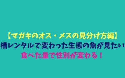 【マガキのオス・メスの見分け方編】水槽レンタルで変わった生態の魚が見たい！食べた量で性別が変わる！